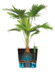 greensense aqua care rund 30cm holzkohlengrau